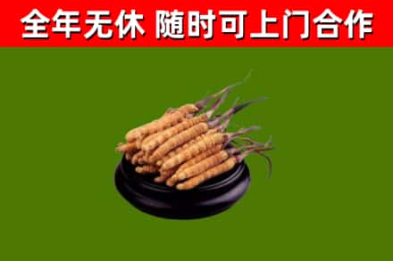 彰化回收散虫草