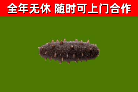 彰化回收海参干
